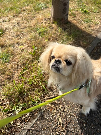 This image captures a small, cream-colored, long-haired dog, likely a Pekingese or similar breed, standing outdoors on a sunny day. The dog, positioned in the mid-right of the frame, has dark, expressive eyes, a black nose, and a slightly open mouth, looking upwards and to its left with an attentive expression. It is wearing a light mint-green harness, to which a bright yellow-green leash is attached, extending downwards and to the left out of the frame.

The ground surface in the foreground and beneath the dog consists of dark asphalt or gravel, mixed with scattered dried leaves and thin, dark root structures. To the left and in the background, the ground transitions to a mixture of dry, light brown grass and patches of vibrant green grass, interspersed with weeds. In the upper right quadrant, a section of a tree trunk is visible, casting a distinct shadow across the ground to its right, indicating strong overhead sunlight. The overall lighting is bright and clear, producing crisp shadows. There are no people visible in the image. The generic nature of the outdoor environment, featuring common ground cover, a tree, and paved areas, does not provide specific visual cues to identify its location within the city of Southend-on-Sea, United Kingdom.