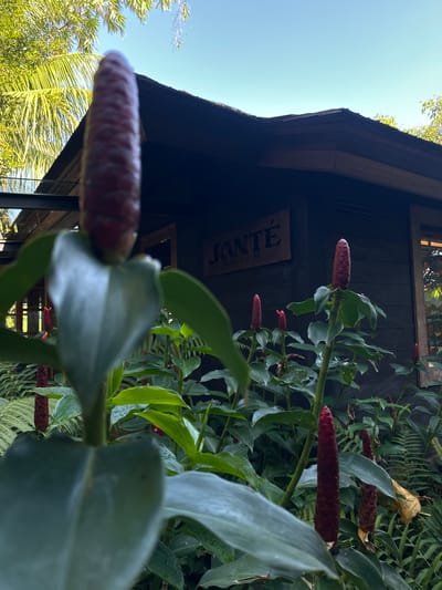 The image depicts a low-angle view of a building partially obscured by lush foliage, likely taken in Singakerta, Indonesia, as indicated by the building's sign reading "JANTÉ WINE & DINE". The building is dark wood, with a prominent roofline and various openings, including possible windows and ventilation. The foreground is dominated by vibrant green plants with thick stems and long, broad leaves, punctuated by distinctive red, cone-shaped flowers. The sky is visible in the upper left, suggesting a sunny day. The foliage appears dense and thriving, contributing to a tropical or subtropical environment.