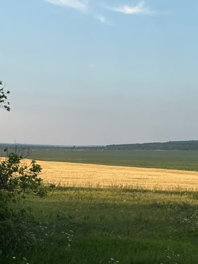 An eye-level, outdoor, medium shot captures a serene landscape in Poselok Zelenaya Roshcha, Russia. The scene is dominated by agricultural fields and a clear, pale blue sky. In the foreground, lush green grass, dotted with small white wildflowers, slopes gently. To the left, the branches of a leafy green tree extend into the frame. Beyond this, a vast field of ripe, golden wheat stretches across the mid-ground. Further in the distance, a flat, dark green field meets a horizon line marked by a dense, dark green forest. The sky above is mostly clear, with a few wispy white clouds. The lighting suggests a late afternoon or early evening setting, with the sun casting soft shadows. There are no people or animals visible in the image.