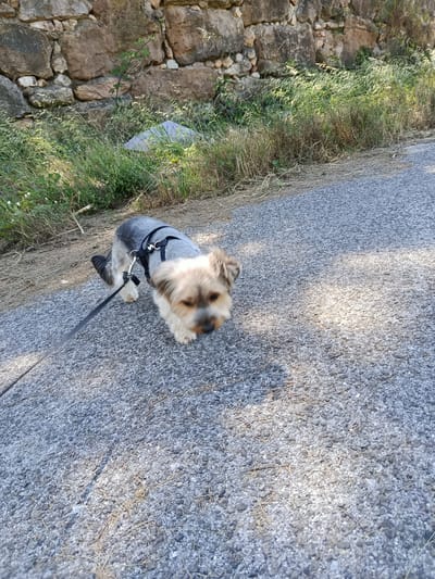 A small dog, possibly a Yorkshire Terrier mix, is walking on a paved surface next to a grassy embankment and a stone wall. The dog is wearing a black harness and is attached to a black leash. The paved surface appears to be a path or road. The stone wall is made of irregular, rough-hewn stones. The grassy embankment is overgrown with dry grass and some green vegetation. Sunlight casts shadows on the paved surface. The location is in Algueirão-Mem Martins, Portugal.