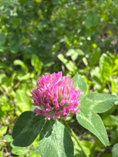 A close-up, eye-level, outdoor, natural light photograph focuses on a vibrant pink clover flower in the foreground. The clover flower is in sharp focus, exhibiting a spherical cluster of small florets. Three distinct clover leaves, one in the lower left and two to the right of the flower, are also clearly visible. These leaves are a deep green with lighter green vein patterns and a slightly fuzzy texture. The background is composed of out-of-focus green foliage, suggesting a grassy or wild plant environment. The overall impression is of a sunny day in a natural setting. The image does not depict any people or specific urban landmarks of Koklaisai, Kazakhstan.