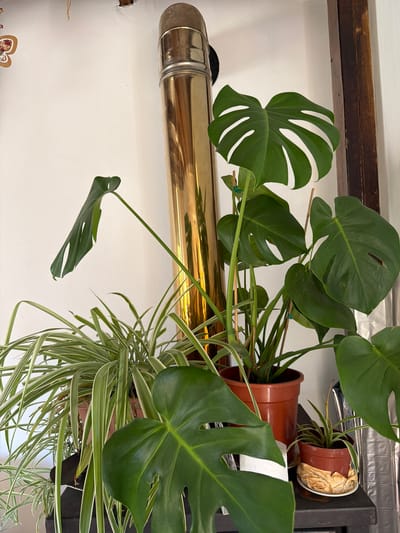 A close-up, eye-level shot captures a collection of potted houseplants situated indoors. In the foreground, a large Monstera deliciosa plant displays its characteristic fenestrated green leaves, with one leaf tilting downwards from its stem. To the left, a spider plant with long, striped green and white leaves is visible, also in a pot. Behind these, another Monstera deliciosa plant with more leaves and stems rises from a brown pot. A smaller spider plant in a terracotta pot sits to the right of the larger Monstera. The plants are arranged on dark shelving against a plain white wall. A tall, gleaming gold pipe or cylinder stands prominently behind the plants, reflecting light. The overall impression is one of indoor greenery, possibly in a residential setting. The scene provides no specific indicators of its exact location within Dromolaxia - Meneou Municipality, Cyprus, beyond being an interior space.