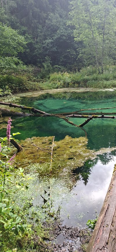This image depicts a body of water in Saula, Estonia, possibly a spring or small lake, surrounded by dense forest. The water has a striking turquoise or emerald green hue and is partially covered with floating organic matter. Several fallen logs lie across the water's surface, some submerged and others partially visible. The foreground features lush green vegetation, including a tall purple flower stalk and various ground cover plants, with muddy banks visible on the right side of the frame. The overall atmosphere is natural and somewhat wild, with the trees reflected in the calm surface of the water. There are no people or animals clearly visible in the image.
