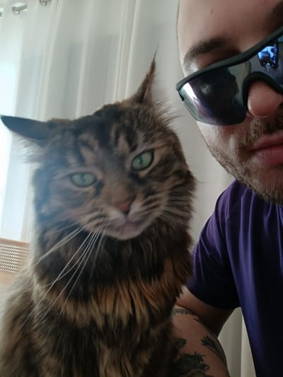 The image is a close-up selfie taken indoors, featuring a person and a cat. The person, partially visible on the right, is wearing sunglasses and a purple t-shirt, with tattoos visible on their arm. The cat, a long-haired tabby, is positioned in the foreground, looking towards the camera. The background consists of white curtains and a textured chair. There is no specific information to place this scene in Vitoria-Gasteiz, Spain.