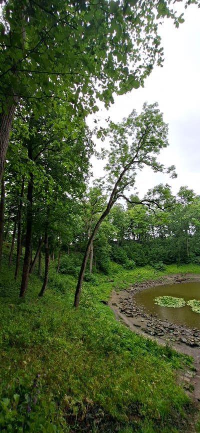 A wide-angle, vertical shot captures the Kaali meteorite crater in Estonia, a natural depression filled with murky water and surrounded by lush greenery. The foreground is dominated by a steep, grassy slope dotted with young trees and a dense undergrowth of wildflowers. A large, mature tree leans precariously over the grassy bank, its branches reaching towards the overcast sky. The water's edge is lined with rough-hewn stones, and the dark, still surface of the water is partially obscured by clusters of lily pads. The background features a dense forest, creating a somber and tranquil atmosphere within the crater's embrace.