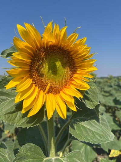 A close-up, eye-level shot captures a vibrant sunflower in full bloom against a clear, bright blue sky. The sunflower's large, yellow petals radiate outward from a central disc of tiny florets, which are a mix of green and brown. A small bee is visible on the central disc of the sunflower, likely collecting nectar or pollen. The sunflower's stem and large, textured green leaves are also in focus, with some leaves showing a slightly rough, hairy texture. The background is a blur of more green sunflower leaves, suggesting the flower is part of a larger field. The lighting indicates it is daytime, with the sun casting a warm glow on the sunflower and creating subtle shadows. The scene conveys a sense of nature's vitality and the warmth of a summer day in a sunflower field, possibly in Holíč, Slovakia, given the location context. There is no visible text in the image.