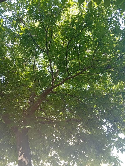An upward view of a mature tree's canopy fills the frame. The tree has a thick, textured trunk visible on the left side, with branches spreading outwards and upwards, covered in lush green leaves. Sunlight filters through the foliage, creating a dappled light effect and highlighting the vibrant green of the leaves. The sky is visible through the gaps in the leaves, appearing bright and possibly overcast. The scene appears to be outdoors in Popovo, Bulgaria.
