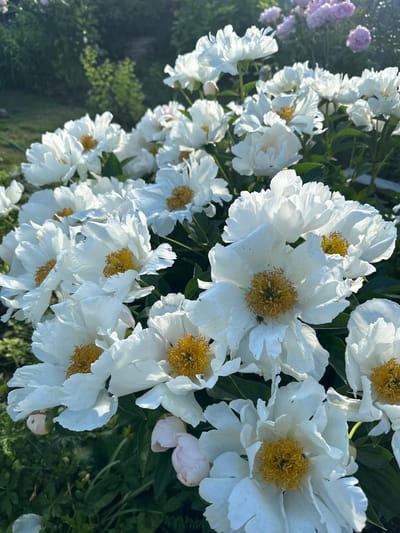 A close-up, eye-level shot captures a dense cluster of white peonies in full bloom, their delicate petals unfurling to reveal bright yellow centers. The flowers are the primary focus, with some in sharp detail and others slightly out of focus in the background. A few hints of pink peony buds are visible near the bottom of the frame, adding a subtle color variation. The background consists of lush green foliage and a hint of a lawn, bathed in soft, natural light, suggesting an outdoor garden setting. The image is devoid of any human presence or discernible urban elements that would indicate a specific location within Piriutino, Russia.