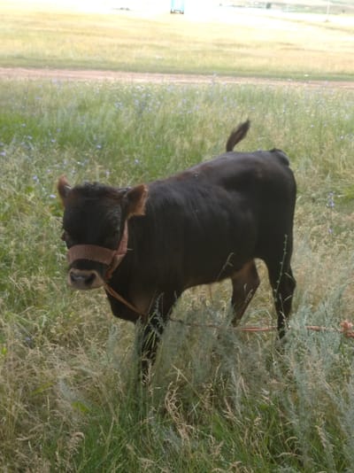 A young, dark-colored calf stands in a grassy field with scattered small blue flowers. The calf is wearing a brown halter around its head and neck. The background shows a dirt road and a slightly blurred field extending to the horizon. The sky is overcast. The scene appears to be in a rural or agricultural area. The image does not provide information about the city of Kyzylorda, Kazakhstan.