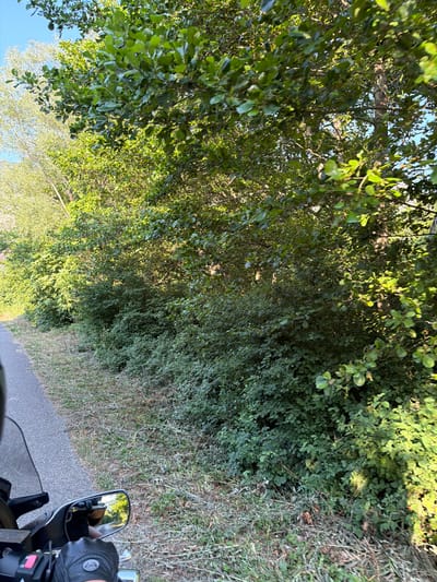 This media file depicts a view from a motorcycle traveling along a paved road. The scene is dominated by lush green foliage, with trees and bushes lining the right side of the road. The sun appears to be shining brightly, casting dappled light through the leaves, suggesting it is daytime. The road surface is dark asphalt, indicating it's a typical road.

In the lower right corner, a portion of the motorcycle is visible, including a handlebar grip and a rearview mirror. The mirror reflects the rider, who is wearing gloves and appears to be looking forward. The overall impression is that of a scenic ride through a natural environment. There are no explicit signs or text visible in the image that would provide further location context beyond the general setting. The location is identified as Buljarica, Montenegro.