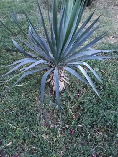 This media file depicts a close-up, eye-level view of a Yucca plant with long, spiky, blue-green leaves radiating outwards from a central, fibrous trunk. The plant is situated in a grassy area, with the ground covered in short, green grass interspersed with dry blades and some fallen leaves. A few small, dark red petals or leaves are visible on the ground near the base of the plant. The lighting suggests it is daytime, possibly late afternoon or early evening due to the slightly muted colors and soft shadows. The setting appears to be outdoors, likely in a garden or park, given the presence of the Yucca plant and the well-maintained grass. There are no people or specific man-made structures visible in the frame, emphasizing the natural elements of the scene. The overall impression is one of a tranquil, natural setting. The location context of Ashtarak, Armenia, places this scene in a specific geographical region, although no explicit visual cues within the image confirm this. There is no visible text in the image.