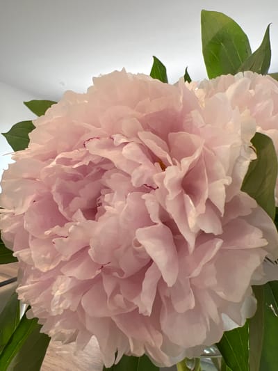 This media file is a close-up, detailed photograph of a light pink peony flower. The flower is the primary subject, with its many layered petals filling the frame. Some green leaves are visible, particularly in the upper left and lower right corners, suggesting the flower is part of a bouquet or a plant. The background is softly blurred, with a lighter, indistinct area to the left, possibly a wall, and a warmer, more textured area to the right, perhaps a table or another surface. There are no people, text, or specific time of day or weather cues visible. The focus is entirely on the texture and delicate form of the peony. The lighting appears soft and natural, highlighting the subtle variations in color and the translucent quality of the petals. The image evokes a sense of natural beauty and fragility.