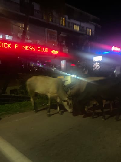 Two cows are standing on a paved road at night in what appears to be a city street in Oxel, India. In the background, a brightly lit neon sign reads "OCK FITNESS CLUB" in red letters, with the word "BAR" also visible. Other neon lights and building lights are present, creating a vibrant and somewhat blurry atmosphere due to the low light conditions and motion. The cows are the primary subjects in the foreground, with one cow facing towards the viewer and the other turned away. The road surface is visible, along with some greenery on the left side of the frame. The overall scene suggests an urban environment at night with livestock present.