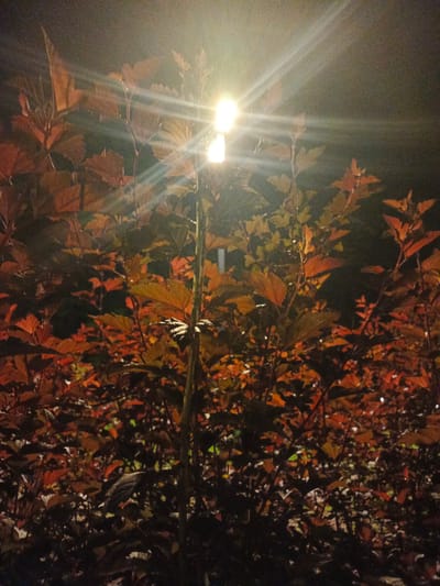 The image captures a close-up view of foliage illuminated by a bright, overhead light source. The leaves are predominantly in shades of red, orange, and brown, suggesting an autumnal setting. The light creates strong lens flares and highlights, casting a glow on the plants. The background is dark, indicating nighttime. There are no people or animals visible in the image. The scene appears to be outdoors, likely in a park or garden, given the dense foliage. The specific location of Radkevshchina, Russia, is not visually discernible from the image content itself.