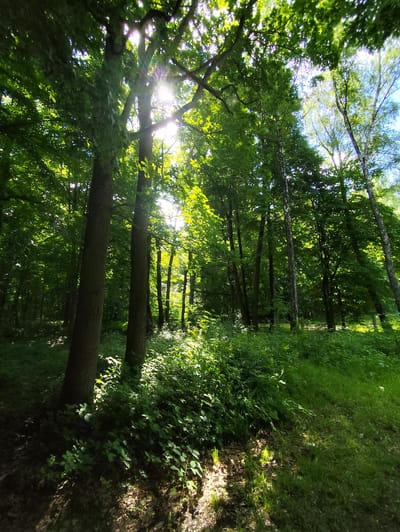 The image depicts a sun-dappled forest scene with tall trees and lush green undergrowth. The sun's rays filter through the canopy, creating bright highlights and casting shadows on the forest floor. Two large trees stand prominently in the foreground, with other trees extending into the background. The ground is covered with fallen leaves and vibrant green plants, with a grassy area on the right side of the image. The scene suggests a peaceful, natural setting within a forest. The time of day appears to be morning or afternoon, given the sunlight. No people, objects, text, or specific events are visible. The location context is provided as Kholmogorovka, Russia, implying this is a natural area within that region.