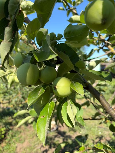 In Krugloye, Russia, an outdoor, close-up shot showcases a branch of an apple tree laden with several unripe, green apples. The apples, varying in size, hang from the branch amidst lush green leaves. The sunlight casts shadows on the apples and leaves, indicating a bright day. The background is blurred, but hints of green foliage and a clear blue sky are visible. A small insect is present on one of the apples. The overall scene depicts a natural, agricultural setting.