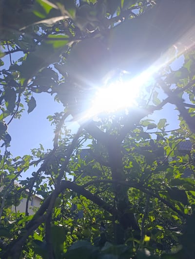 The image is a low-angle shot looking up through the branches and green leaves of a tree, with the sun prominently shining through the foliage. The sky is clear and blue. In the background, parts of residential buildings with tiled roofs are visible, suggesting an urban or suburban setting. The overall scene depicts a sunny day in a natural or semi-natural environment within the city of Kalynivka, Ukraine. There are no people or animals visible in the frame. The focus is on the interplay of light and shadow through the dense leaves of the tree.