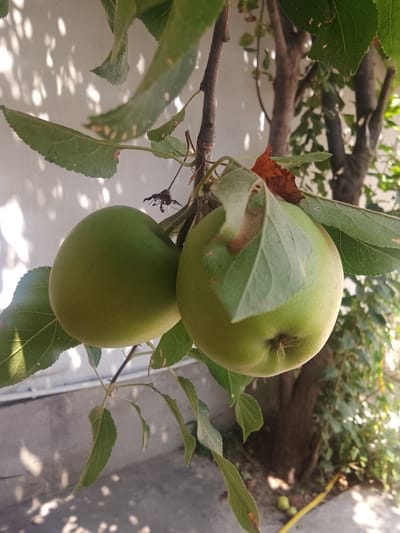 Two unripe green apples hang from a tree branch, with lush green leaves and a few brown, withered leaves surrounding them. The apples are a vibrant green, with slight yellowing in some areas. One apple is positioned in the foreground, partially obscured by leaves, while the other is slightly behind and to the left. The tree trunk and branches are visible in the background, along with more foliage and dappled sunlight creating shadows on a light-colored wall. The scene appears to be outdoors, likely in a garden or orchard. The image was taken in Sharg'un, Uzbekistan.