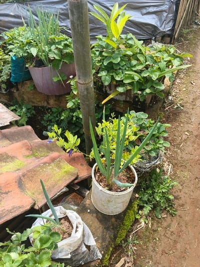 This image depicts a small, densely cultivated garden area located in ឃុំ ផាត់សណ្ដាយ, Cambodia. The scene is observed from a slightly elevated perspective. The foreground features reddish-brown roof tiles, heavily covered in green moss, and to their right, a white plastic bag serving as a planter for green onions and possibly strawberry plants. Further to the right, a white plastic bucket also contains several green onion plants. These planters rest on a concrete or stone ledge, which is partially covered in moss.
A weathered, light-colored bamboo pole stands vertically near the center of the frame. To the left of the pole, a large purple plastic pot holds green onions and strawberry plants. To the right of the pole, several square or rectangular dark-colored containers are filled with thriving strawberry plants. A plant with yellowish-green new leaves grows among the strawberries in one of these containers. A blue fabric or plastic bag, acting as a planter, is partially visible on the far left.
In the mid-ground, a vine with purple butterfly pea flowers is visible growing near the moss-covered tiles. The background shows more dense green foliage, including additional strawberry plants. A dark, possibly black, plastic tarp or sheeting is visible in the upper background, covering an obscured structure. The right side of the image features a bare, brown dirt path. No people are present in the scene. The lighting suggests natural daylight.