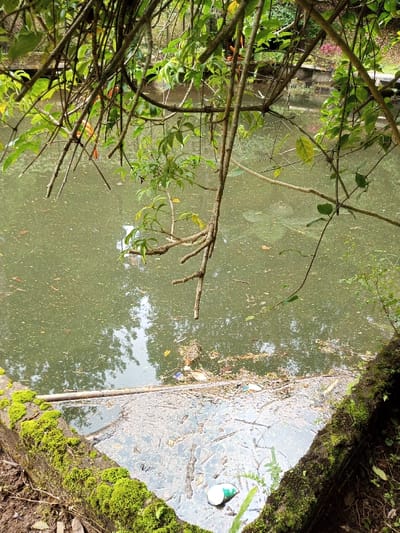 The image depicts a section of a murky, greenish-brown body of water, likely a pond or canal, located in Kanand, India. The water surface is covered with a visible layer of scum and numerous floating particles and debris. Scattered across the water are various items of refuse, including plastic waste such as a green and white cup visible in the lower right, other colored plastic scraps, and organic matter like leaves and twigs. A long, slender pole, possibly wood or bamboo, lies partially submerged along the concrete edge in the foreground.
Overhanging the water from the top and left side of the frame are numerous tree branches, some bare and brown, others bearing vibrant green leaves. Small clusters of orange flowers or fruits are visible on some of the branches. The immediate foreground features a dark, moss-covered concrete or stone retaining wall, which forms a sharp corner. Reflections of overhead trees and sky are discernible on the water's surface amidst the debris. No people are present, and no specific actions or interactions are depicted.