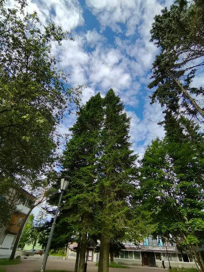 The image depicts a view looking up at a canopy of lush green trees against a bright blue sky dotted with fluffy white clouds. The trees are a mix of deciduous and coniferous, with the central focus being a tall, slender evergreen. In the foreground, a vintage-style lamppost stands tilted, adding a touch of historical charm.
To the left of the lamppost, a portion of a multi-story building with orange and gray siding is visible. The building has several windows and balconies, suggesting an urban or suburban residential area.
On the right side of the image, a row of storefronts can be seen, with large windows displaying various items and some signage. Visible text on the storefronts includes "ВСЕ ДЛЯ ПРОДУКТЫ" (Everything for groceries) and "ТОВАРЫ ДЛЯ ДОМА" (Goods for home). A person in dark clothing is standing outside one of the shops.
The overall impression is a daytime scene, likely late morning or early afternoon, given the bright sunlight and clear sky. The weather appears pleasant and warm. The setting seems to be a public area within a town or city, possibly a park or a street lined with trees and commercial establishments, with residential buildings nearby. The composition draws the eye upwards, emphasizing the grandeur of the trees and the expansive sky.