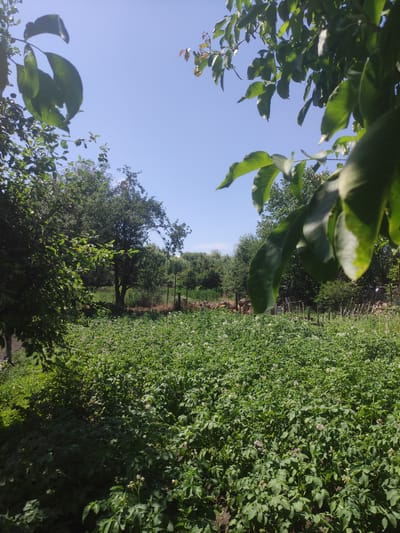 The image depicts a view of a potato field, likely located in the city of Pyriatyn, Ukraine, under a clear blue sky. The foreground is dominated by lush green potato plants, some bearing small white or light purple flowers. The plants are densely packed, covering a significant portion of the visible area. To the left and in the mid-ground, various trees are present, some with dense foliage and others appearing more sparse. A rustic wooden fence, composed of upright posts, runs across the mid-ground, separating different areas of the property. The overall environment suggests a rural or garden setting, possibly a backyard or agricultural plot. No people are visible in the image.