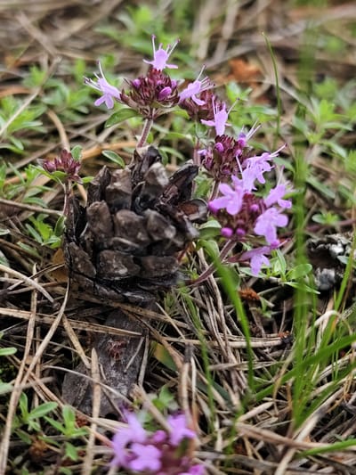 The image depicts a close-up, low-angle view of a pine cone nestled amongst dry grass and green foliage. Small, delicate purple flowers with white stamens are blooming on a slender stem near the pine cone, with more flowers and buds visible in the background. The environment suggests an outdoor, natural setting, likely in a wooded or grassy area. The location is identified as Нелазское, Russia. There are no people or observable actions taking place in the image. The focus is on the natural elements of the scene.