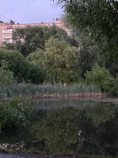 The image depicts a reflection in water, likely of trees and a building. The reflection is elongated and distorted, creating an abstract pattern of greens and browns. The water's surface is calm, allowing for a clear, though wavy, reflection.

In the upper left portion of the image, the tops of trees with dense foliage are visible. Below this, a portion of a tall, multi-story building is seen, with visible windows and a pale, somewhat overcast sky behind it. The building appears to be made of brick or concrete and has a rather utilitarian, block-like construction.

The overall scene is dominated by the lush green of the trees, both in their actual form and in their reflection. The water surface acts as a mirror, doubling the verdant imagery and creating a sense of depth. The lighting suggests it might be late afternoon or early evening, given the soft, diffused light. There are no visible people or specific activities taking place. The location cues, such as the building's architecture, might hint at an urban or suburban setting within Rahya, Russia, as indicated by the provided context. The mood is tranquil and natural, with a touch of urban presence from the building. No text is visible in the image.