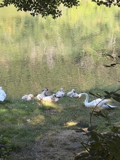 A group of swans, including several cygnets, are gathered on the grassy bank of a body of water. The water is calm and reflects the surrounding greenery and trees. One adult white swan is in the foreground, facing left with its head slightly lowered. Several cygnets, which are smaller and have grey or light brown downy feathers, are clustered together on the grass behind the adult swan, some appearing to be resting. Another white swan is visible on the far left of the frame, partially obscured by shadows. The environment appears to be a natural setting, likely a park or a lake. The image does not contain any identifiable landmarks that would place it specifically within Kokalyane, Bulgaria, nor are there any people present.