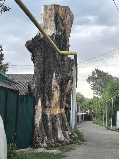 The image shows a very large, irregularly shaped tree stump in what appears to be an urban or semi-urban environment. A yellow pipe runs diagonally across the stump from the upper left to the mid-right of the frame. The stump is weathered and shows deep cracks and textures in its bark. To the left of the stump is a green metal fence and a portion of a building with a corrugated roof. A paved pathway runs alongside the stump and recedes into the distance on the right side of the image, bordered by trees and some structures. The sky is overcast with clouds. The overall impression is one of an aged natural element integrated into a developed area.