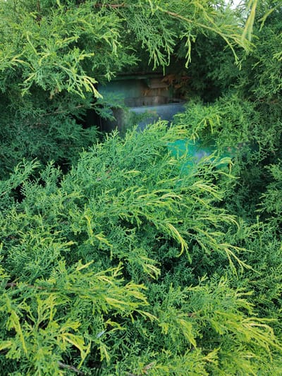 A close-up, outdoor, eye-level photograph captures a dense evergreen shrub, likely a juniper, with foliage ranging from deep green to a lighter, yellowish-green. The shrub is thick and bushy, obscuring much of the background. Partially visible through the branches in the upper-center of the image is a weathered, dark metallic cylindrical object, possibly a culvert pipe or part of a large industrial fixture, with some green plastic sheeting or material draped over it. The overall scene is naturalistic and appears to be in a park or garden setting. No people are present, and no actions are taking place. The location is identified as Bielany Wrocławskie, Poland.