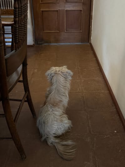 A medium, shaggy dog lies on a brown, paneled wall next to a dark wood door. Part of a wooden chair with a woven seat is in the lower left foreground. The environment suggests an interior room, potentially in a rural setting. The location is specified as Aucallama, Peru.