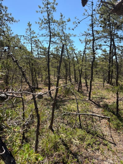 This image depicts a dense pine forest with a clear blue sky visible through the branches. The trees are tall and slender, with their needles and cones creating a textured canopy. The forest floor is covered in a mixture of dry pine needles, moss, and small green plants, suggesting a natural, undeveloped environment. Several fallen branches and logs are scattered throughout the undergrowth, indicating the natural cycle of growth and decay within the forest.
The sunlight filters through the trees, casting dappled shadows on the ground, which suggests it is daytime. The clear sky implies fair weather. The overall scene conveys a sense of peace and natural beauty, typical of a forest setting. There are no people or specific objects of human creation visible in the image, emphasizing the wild and untouched nature of the location. The image is oriented sideways, making the trees appear to be growing horizontally. The thick foliage and the presence of pine cones are characteristic of a coniferous forest. The ground cover, with its mix of brown needles and green plants, suggests a location that experiences distinct seasons, likely a temperate climate.