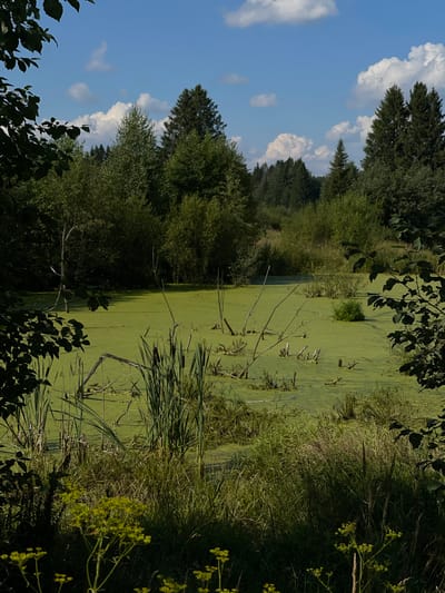 A stagnant, algae-covered pond is situated in a dense forest. The pond's surface is a vibrant green, dotted with dead branches and reeds. The surrounding vegetation is lush and overgrown, with tall trees forming a dark backdrop. The sky above is a clear blue, with scattered white clouds. The scene appears to be peaceful and undisturbed. The location is Perevoznoe, Russia.