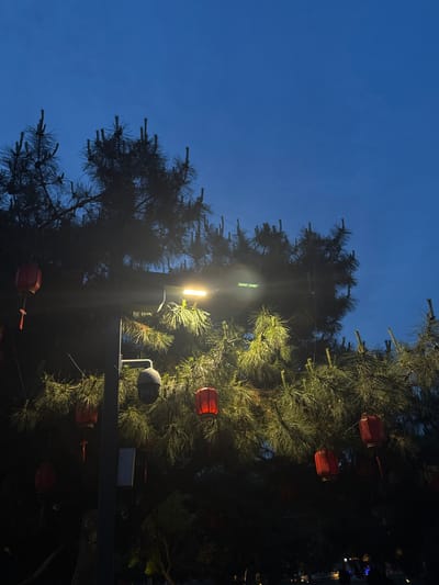 The photograph captures a scene in Jinzhou, China, at dusk. The sky is a deep blue. A pine tree is adorned with traditional red Chinese lanterns. A modern street lamp illuminates the tree from within, casting a bright light onto the needles and lanterns. The lamp post has a speaker and a small rectangular sign attached to it. The overall scene is a blend of traditional and modern elements.