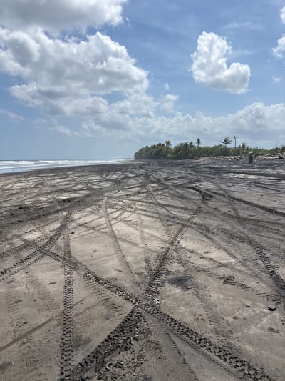 The image shows a beach in Kerambitan, Indonesia, with dark sand covered in tire tracks. A line of trees is present along the edge of the beach, separating it from inland areas. The ocean is visible along the left side of the image, and the sky is cloudy. No people or other subjects are visible in the scene.