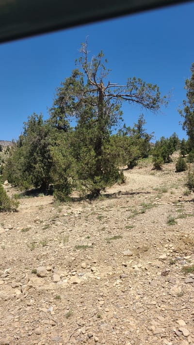 The image shows a scene in Ziarat, Pakistan. The ground is covered with small rocks and pebbles, indicative of a dry, mountainous terrain. Vegetation includes trees with green foliage and sparse, bare branches. The sky is a clear, bright blue. The camera appears to be tilted slightly to the side.