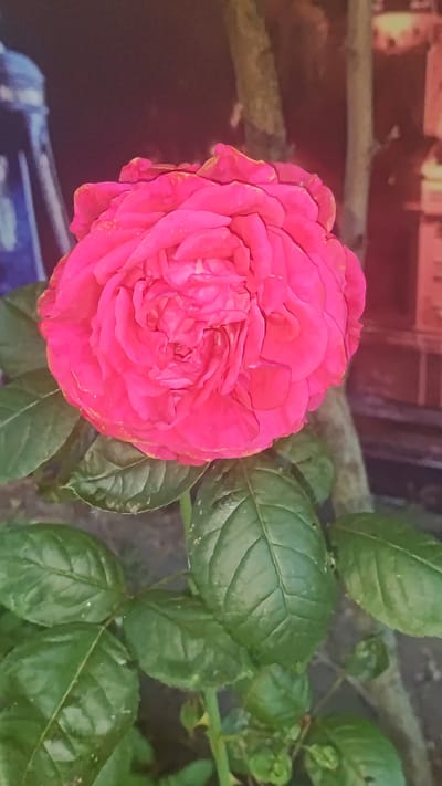 A close-up, eye-level shot shows a vibrant pink rose in full bloom. The rose is the central focus, with its dense petals unfurling in layers. Surrounding the rose are several dark green leaves, some showing slight damage or imperfections. The background is blurred and indistinct, featuring what appears to be textured surfaces and vertical elements, possibly tree trunks or a fence. The lighting is natural and soft, casting gentle shadows. There are no people or animals present in the image. The scene appears to be outdoors in a garden setting. The image is taken in Novaya Adygeya, Russia.