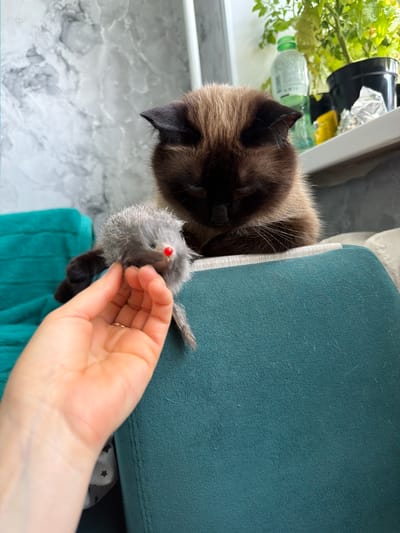 A Siamese cat is lying down and looking at a toy mouse. A human hand is holding the toy mouse in front of the cat. The cat is a dark brown color with lighter brown markings. It has bright blue eyes. The toy mouse is gray and fuzzy with a red nose. The cat is on a teal-colored piece of furniture, possibly a cat tree or a couch. In the background, there are plants, a window, and a white countertop with a marble pattern. The lighting suggests it's daytime, likely indoors. The image conveys a playful interaction between a pet and its owner.