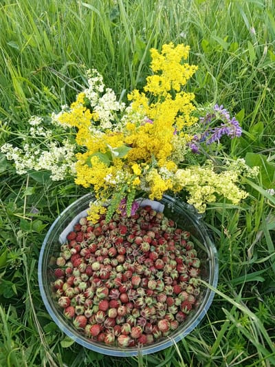 A clear plastic bowl overflowing with ripe wild strawberries sits on a patch of green grass, surrounded by a vibrant bouquet of wildflowers. The strawberries, a mix of deep red and lighter pink hues with green stems, fill the bowl, some spilling over the rim. The bouquet features clusters of bright yellow flowers, delicate white blossoms, and sprigs of purple flowers. The background is a lush green field of tall grass, suggesting a natural, outdoor setting. The sunlight appears to be bright, indicated by the vibrant colors and the slight sheen on the strawberries and flowers. This scene evokes a sense of abundance and the beauty of nature, likely captured during a warm, sunny day, perhaps in early summer, typical for harvesting wild strawberries in a rural area like Buraly, Russia. No people or text are visible in the image.