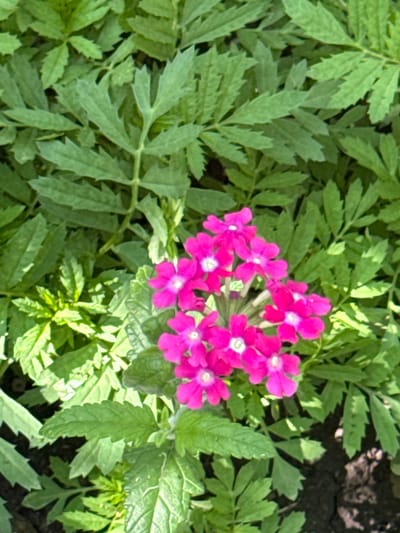 The image shows a close-up, top-down view of a cluster of vibrant pink verbena flowers. The flowers are in full bloom, with several delicate petals and a white center visible on each. They are surrounded by lush green foliage, characterized by deeply serrated leaves. The background consists of more of this green foliage, with some patches of dark soil visible at the bottom right. The lighting suggests it is daytime, with natural light casting shadows within the leaves. There are no people or animals present in the image. The scene appears to be a garden or a patch of wild vegetation. There is no information within the image to suggest its location in Veselina, Bulgaria.