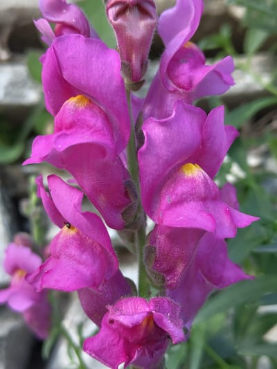 A close-up, eye-level, vertical shot captures a cluster of bright pink snapdragon flowers in bloom, with a blurred background of greenery and what appears to be a stone wall. The flowers are densely packed, with several blooms in various stages of opening. The texture of the petals is soft and velvety, with a slightly fuzzy appearance. Some of the flowers have a touch of yellow at their throats. The stems are green and slightly hairy. In the lower left portion of the image, a tiny black insect, possibly an ant, is visible on one of the pink petals. The image appears to be taken outdoors, possibly in a garden or natural setting. Given the specific location of Pletena, Bulgaria, it is plausible this scene is a garden within the village.