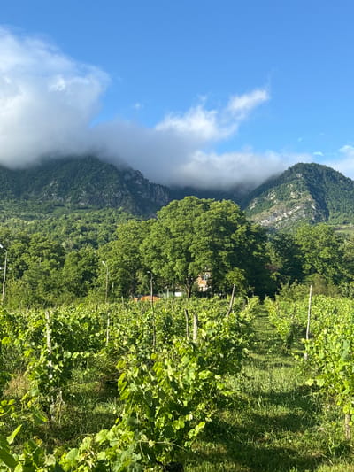 This media file depicts a vineyard with a mountainous backdrop under a partly cloudy sky. The foreground is dominated by lush green grapevines, trained on wooden stakes and wires, stretching into the distance. The vines are dense with leaves, indicating a healthy growing season. A strip of mown grass runs alongside the vineyard rows.

In the middle ground, large, mature trees form a verdant canopy, interspersed with glimpses of a building with a reddish-brown roof, possibly a winery or farmhouse. Beyond the trees, steep, mist-shrouded mountains rise dramatically. The lower slopes are densely forested, transitioning to rocky outcrops and sheer cliffs higher up. Wisps of white clouds cling to the mountainsides, creating a sense of depth and atmosphere.

The sky is a vibrant blue, with scattered fluffy white clouds. The lighting suggests it is daytime, likely late morning or early afternoon, with the sun casting dappled shadows through the foliage. The scene evokes a feeling of tranquility and natural beauty, characteristic of a rural vineyard setting in a mountainous region. No people are visible in the image. There is no visible text. The location context provided suggests this scene is in Khvanchkara, Georgia, a region known for its viticulture.