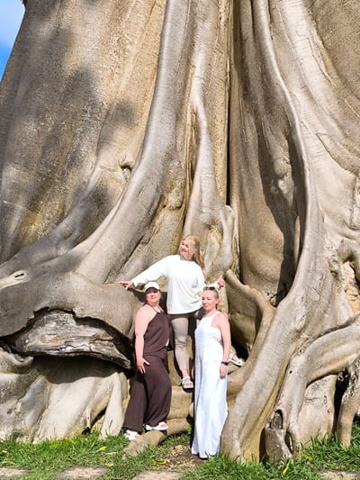 Three women are posing in front of a large tree in Tua, Indonesia. The tree has a massive trunk with exposed roots extending outwards, partially covered with green grass on the ground.
The woman on the left is wearing a brown jumpsuit with white sneakers and a white baseball cap. The woman in the middle wears a white sweater and beige pants with white sandals. She is standing with one arm outstretched, touching the tree trunk. The woman on the right is wearing a white jumpsuit with white sandals, and her sunglasses are on top of her head.
The background features a clear blue sky visible through the branches of the tree. The scene is bathed in sunlight, creating shadows on the tree trunk and the ground.
