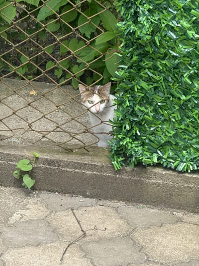 A tabby and white cat with green eyes is peeking through a chain-link fence. The cat is looking towards the viewer. Behind the fence, there is green foliage and a brown, artificial green hedge. The cat is positioned on a concrete ledge, with a small green vine growing near the ledge. The foreground consists of paved ground with a few dry twigs. The scene is outdoors, likely in an urban or suburban setting.