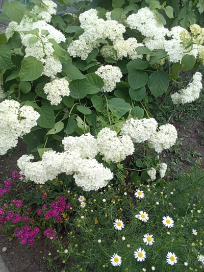 The image depicts a close-up view of a garden bed filled with various flowering plants. Dominating the upper portion of the frame are large clusters of white hydrangeas, their spherical flower heads densely packed with small, delicate blooms. Lush green leaves provide a backdrop to these flowers. In the lower portion of the image, a variety of smaller flowers are visible. To the left, there are clusters of bright pink, carnation-like flowers. To the right, numerous white daisies with yellow centers are scattered amongst feathery green foliage. Some unopened buds and stems are also present throughout the scene. The ground beneath the flowers appears to be dark soil with some scattered dry leaves and grass. The lighting suggests it is daytime. The scene is static, with no visible movement or people. The location is identified as the city of Altai, Kazakhstan.