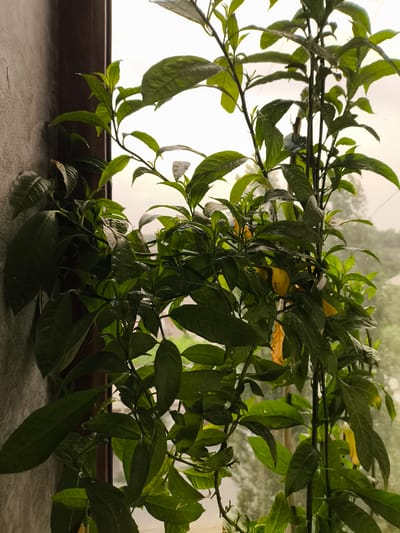 The image shows a close-up of a lush green plant with many leaves and stems, positioned near a window. The plant appears healthy and vibrant, with some leaves displaying a glossy sheen, possibly due to recent watering. A few yellowing leaves are visible, suggesting the natural cycle of growth or a potential need for attention.
The setting suggests an indoor environment near a window, with a glimpse of the outdoors through the leaves. The light streaming from the window indicates it is daytime, possibly overcast or late afternoon, as the light is diffused. A textured wall is visible to the left, and a wooden frame of the window is present on the right. The background outside the window shows blurred greenery and hints of buildings, suggesting an urban or suburban setting. The overall mood is calm and natural, focusing on the plant's growth. No people, text, or specific events are depicted. The location context is Kokand City, Uzbekistan.
