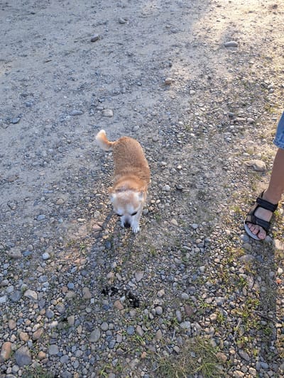 A medium shot captures a small, tan-colored dog with its head tilted down, standing on a gravelly surface. The dog's tail is curled upwards and to the left. To the right of the dog, a person's lower leg, clad in denim shorts and wearing a black sandal, is visible. The ground is composed of small, varied-colored pebbles and some sparse green grass. Sunlight casts shadows across the scene, suggesting it is outdoors during the day. The context of Razdolnoye, Russia is not evident from the visual information in the image itself.