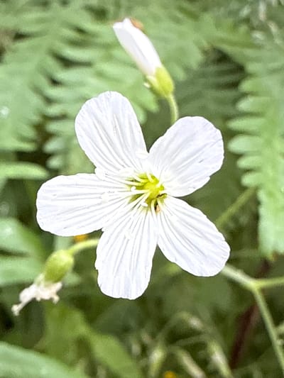 A close-up, high-angle shot captures a delicate white flower with five petals, each marked with fine, parallel veins, dominating the center of the frame. The flower's stamen and pistil are visible in its center, appearing yellowish-green. In the background, blurred green foliage, likely ferns due to their serrated appearance, creates a soft, natural backdrop. A single white flower bud, unfurled at the tip, is positioned above and to the right of the main flower, and another smaller, less developed bud or seed pod is visible to the lower left. The lighting suggests an outdoor setting, possibly with overcast skies or dappled sunlight, highlighting the flower's texture and the surrounding greenery. The image appears to be a natural landscape photograph, likely taken in a wooded or garden area. There is no indication of any urban setting or specific location in Cheposh, Russia.