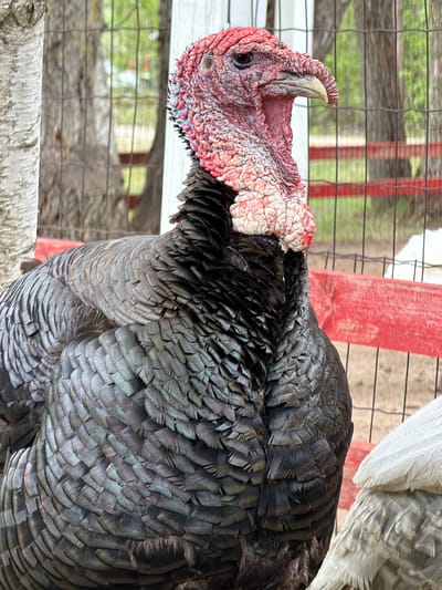 A close-up, slightly high-angle view presents a dark-feathered turkey in what appears to be an outdoor enclosure. The turkey's head, prominently featured, is distinguished by its wrinkled red and white skin, indicative of a male turkey or "tom." The turkey's beak is visible. The feathers are dark, with an iridescent sheen, suggesting health and good condition. In the background, a fence with a red support beam can be seen. Outside the fenced area, greenery is visible, indicating an outdoor setting. The location is identified as Ķekava, Latvia, but without additional contextual details in the image, it is impossible to pinpoint the specific location within the city.